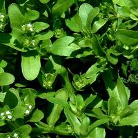 CORN SALAD (Lamb’s Lettuce) - Valerianella locusta