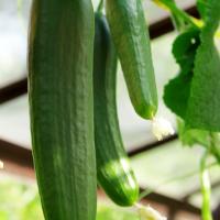 Cumber ‘Muncher’ - Cucumis sativas