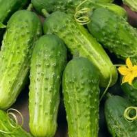 Cucumber ‘Pickling’  - Cucumis sativas