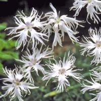 LITTLE MAIDEN DIANTHUS - Dianthus arenarius f. nanus 'Little Maiden'