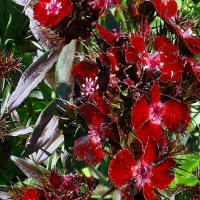 BLACK SWEET WILLIAM - Dianthus barbatus ‘Sooty’