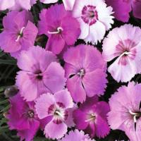 Feathered Pink Dianthus - Dianthus plumaris