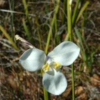 WHITE FLAG IRIS - Diplarrena moraea