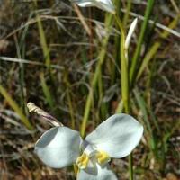 WHITE FLAG IRIS - Diplarrena moraea