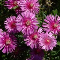 LIVINGSTON DAISY  - Dorotheanthus bellidiformis