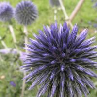 GLOBE THISTLE - Echinops ritro