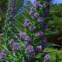 TOWER OF JEWELS - Echium pininana