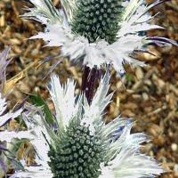 MISS WILLMOTT’S GHOST - Eryngium giganteum