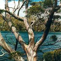 SNOW GUM - Eucalyptus coccifera