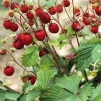 Woodland Strawberry - Fragaria vesca var. vesca