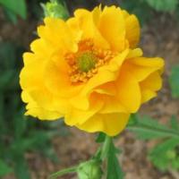 Geum ‘Lady Stratheden’  - Geum chiloense