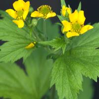 Herb Bennet - Geum urbanum