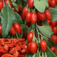 Goji Berry - Lycium barbarum