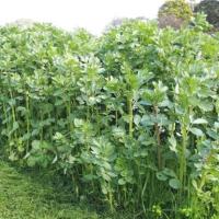 Green Manure ‘Soil and Worm Museli’ - GREEN MANURE – Autumn, Winter