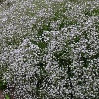 BABY’S BREATH - Gypsophila paniculata