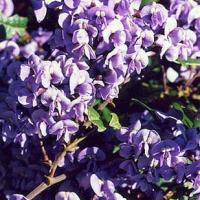 NATIVE WISTERIA - Hardenbergia comptoniana