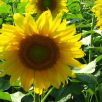 Sunflower ‘Oil Drop’ - Helianthus annuus Oil Drop