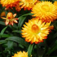 Straw Flower ‘Golden Yellow’  - Helichrysum monstrosum