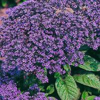 HELIOTROPE ‘Marine Dwarf’ - Heliotropium arborescens