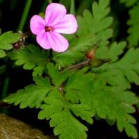 Herb Robert - Geranium robertianum