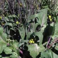 HON TSAI TAI (Purple Choy Sum) - Brassica rapa