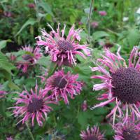 BERGAMONT, WILD / HORSEMINT -  Monarda fistulosa