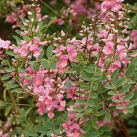 AUSTRALIAN INDIGO - Indigofera australis