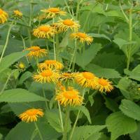 INULA ‘Spider Flower’ - Inula magnifica