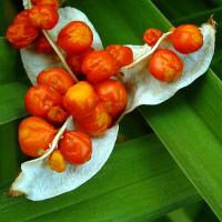 GLADDON IRIS  - Iris foetidissima