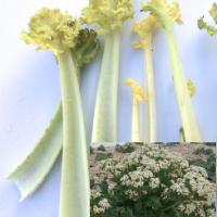 Kale, Sea - Crambe maritima