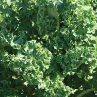 KALE ‘Siberian’ - Brassica napus pabularia