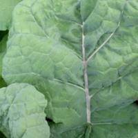 KALE ‘Thousand Headed’ - Brassica oleracea