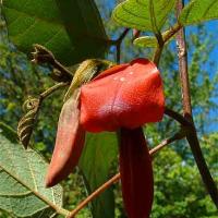 DUSKY CORAL PEA - Kennedia rubicunda