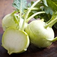 Kohl Rabi ‘Grand Duke’ F1  - Brassica oleracea (gongylodes group)