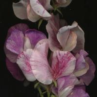 Sweetpea ‘Hammett Streamer' - Lathyrus odoratus 'Streamer'