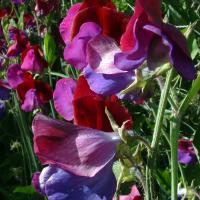 HERITAGE SWEET PEA 'Busbee' - Lathyrus odoratus 'Busbee'