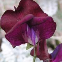 SWEET PEA ‘Sweet Velvet’ - Lathyrus odoratus 'Sweet Velvet'