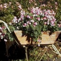 SWEET PEA DWARF 'Little Sweetheart' - Lathyrus odoratus 'Dwarf'