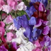 SWEET PEA - Mammoth Choice Mix - Lathyrus odoratus 'Mammoth Choice Mix'