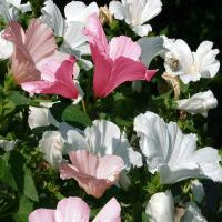 MALLOW ‘Pink&White’ - Lavatera trimestris 