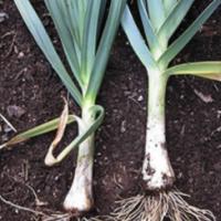 Leek ‘American Flag’ - Allium porrum