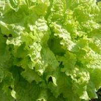 Lettuce 'Black Seeded Simpson' - Lactuca sativa