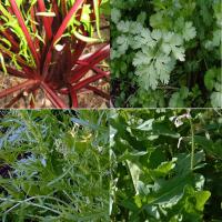 SPICY SALAD HERB MIX  - Rocket, Mizuna, Chicory and Coriander