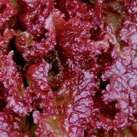 Lettuce 'Velvet Red' - Lactuca sativa