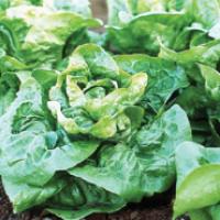 Lettuce 'Buttercrunch' - Lactuca sativa