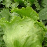 Lettuce 'Iceberg' - Lactuca sativa