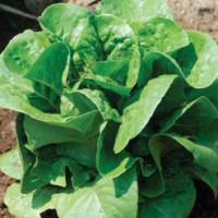 Lettuce 'Winter Density' - Lactuca sativa