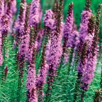 Gayfeather - Liatris spicata