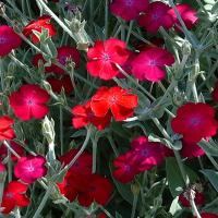 ROSE CAMPION - Lychnis coronaria