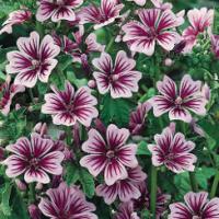 Zebra Mallow / French Hollyhock - Malva sylvestris 'Zebrina'